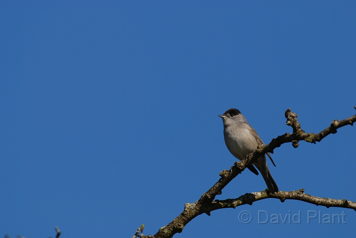 Blackcap male - A.JPG - Blackcap, male - Gloucestershire